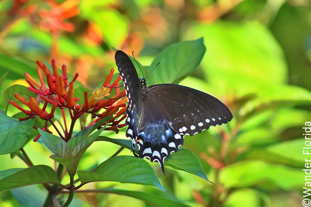 A black swallowtail butterfly on an orange ixora flower.