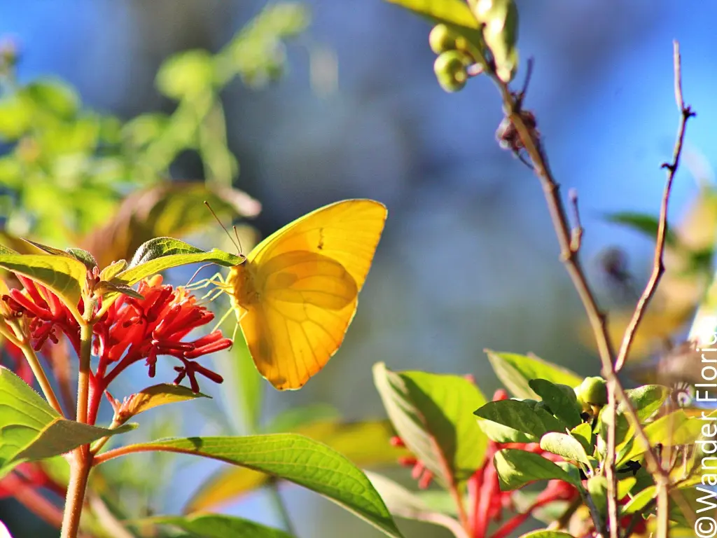 A yellow cloudless sulphur butterfly on an orange ixora flower