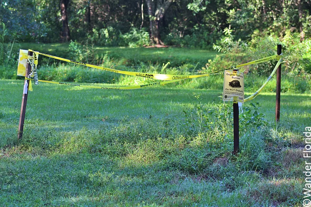 Yellow tape and signage cordons off a gopher tortoise burrow at Sawgrass Lake Park.