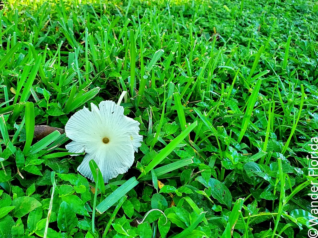 White mushroom in green grass