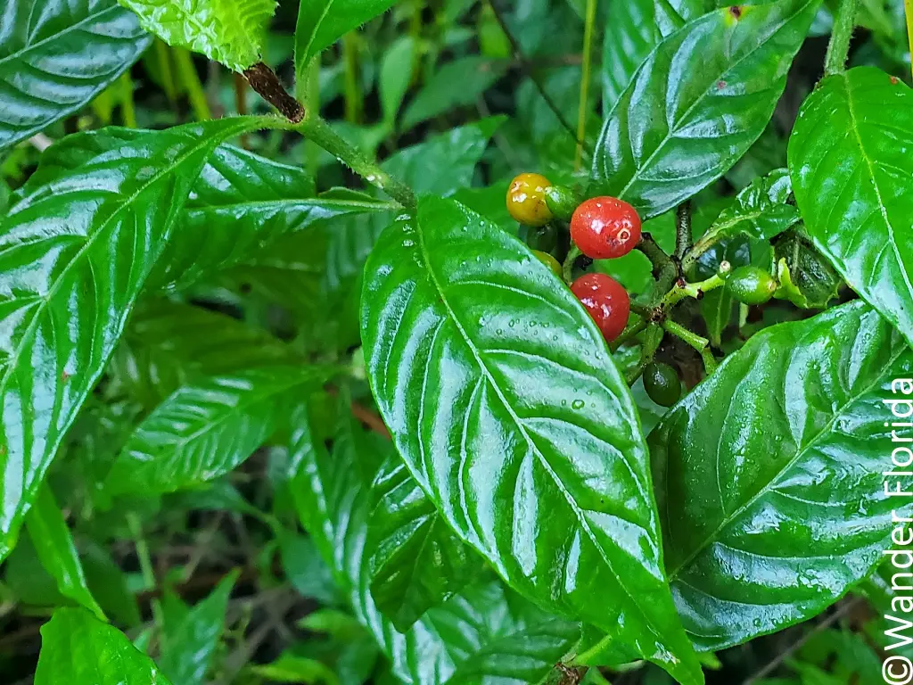 Native Coffee at Sawgrass Lake Park