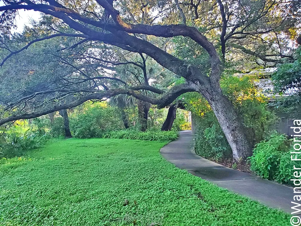 An oak trees branches hang over a winding sidewalk and green grassy lawn.