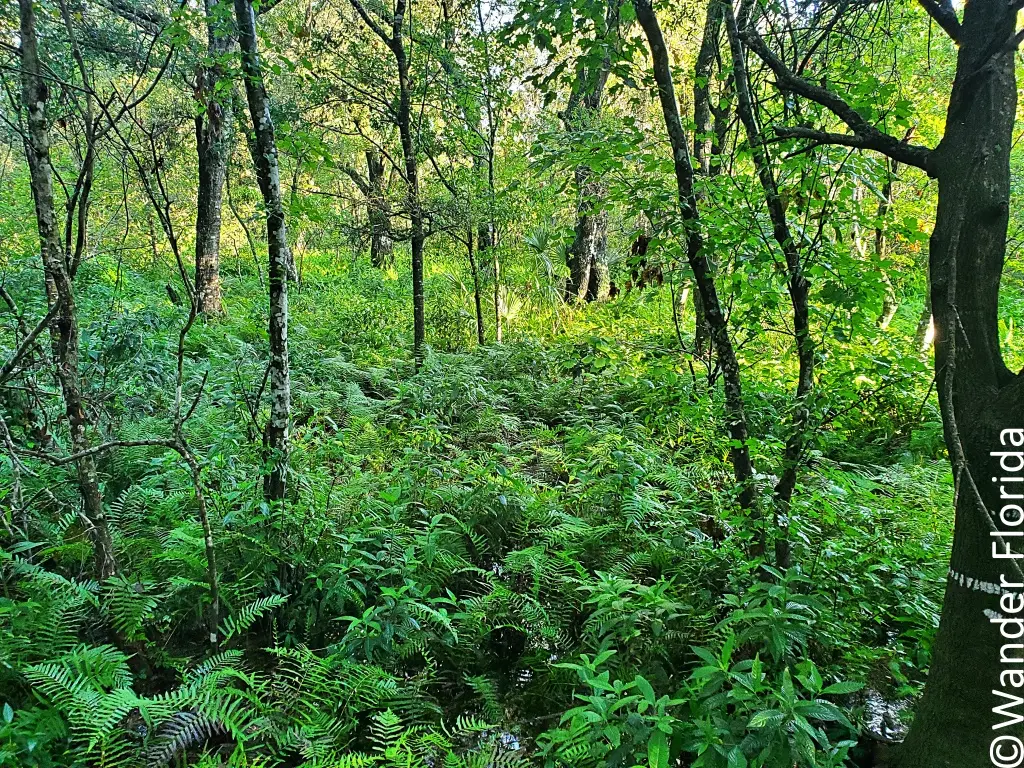 Ferns crowd the ground beneath trees at Sawgrass Lake Park.