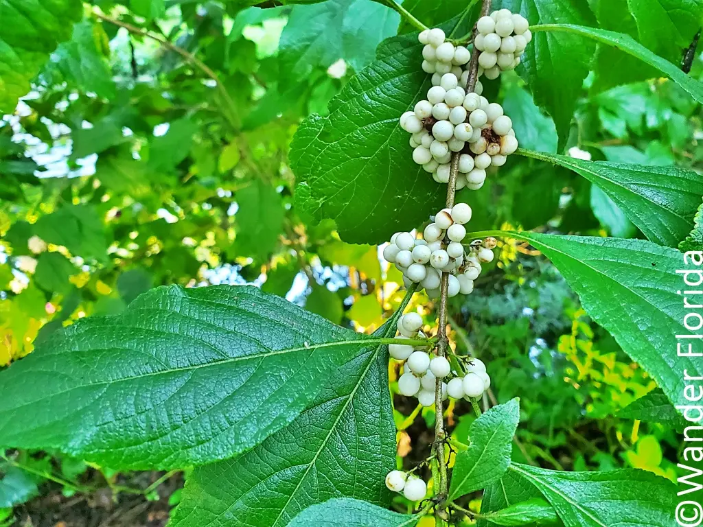 White American beauty berry with white berries instead of the more usual purple ones.