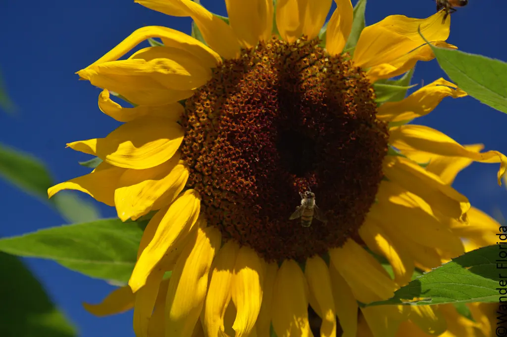 This 6 Acre Sunflower Maze at Sweetfields Farm is the Best in Central Florida 6 Closeup of a sunflower head with a bee on it.