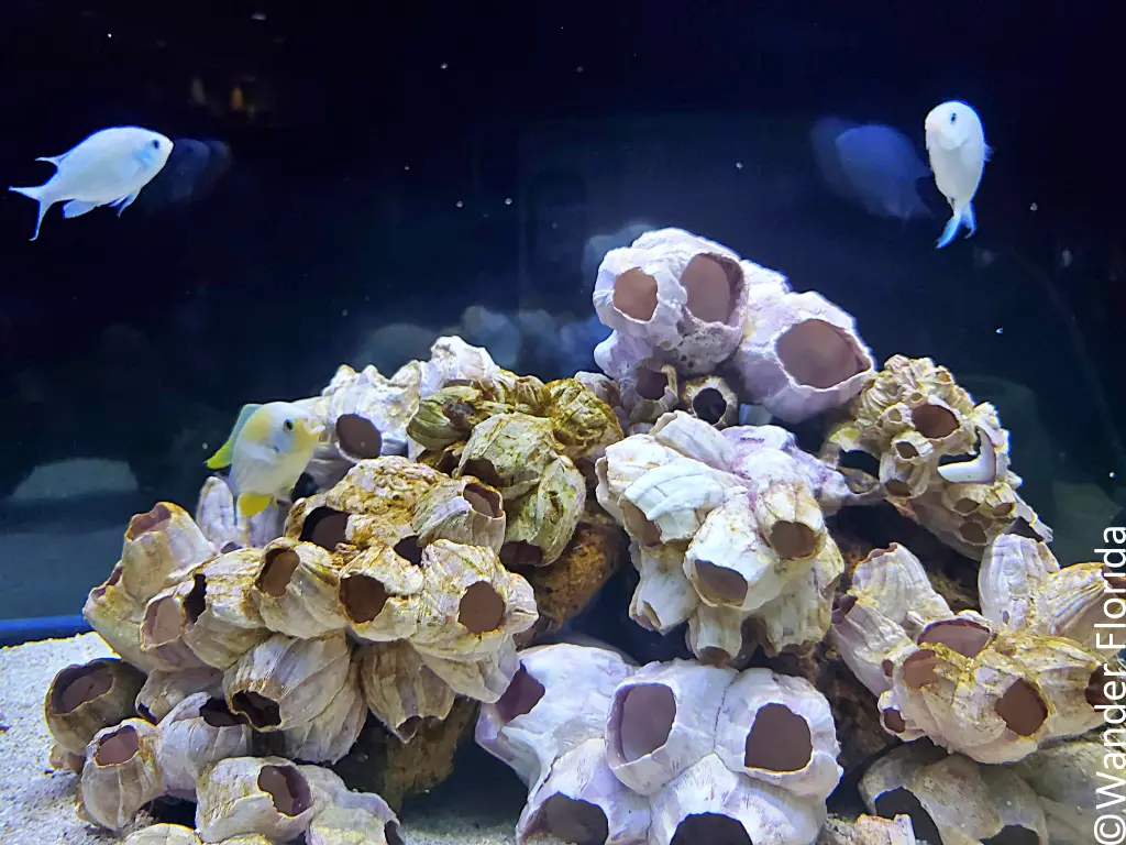 Mote Marine Laboratory: A World-Class Ocean Research and Education Institution 26 Aquarium at Mote Marine Laboratory