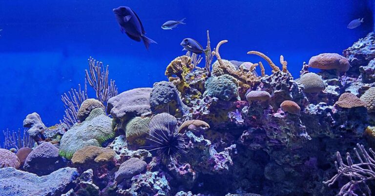 Mote Marine Laboratory: A World-Class Ocean Research and Education Institution
