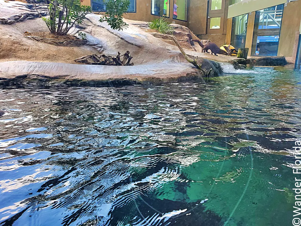 Mote Marine Laboratory: A World-Class Ocean Research and Education Institution 17 Otter Habitat