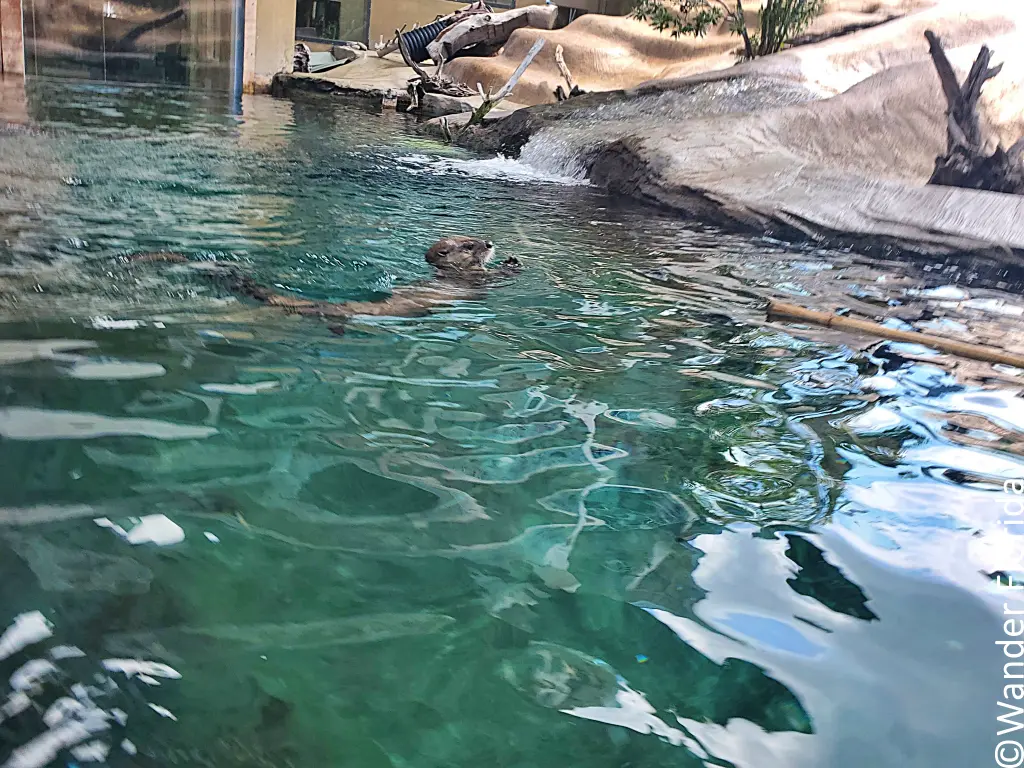 Mote Marine Laboratory: A World-Class Ocean Research and Education Institution 18 River Otter