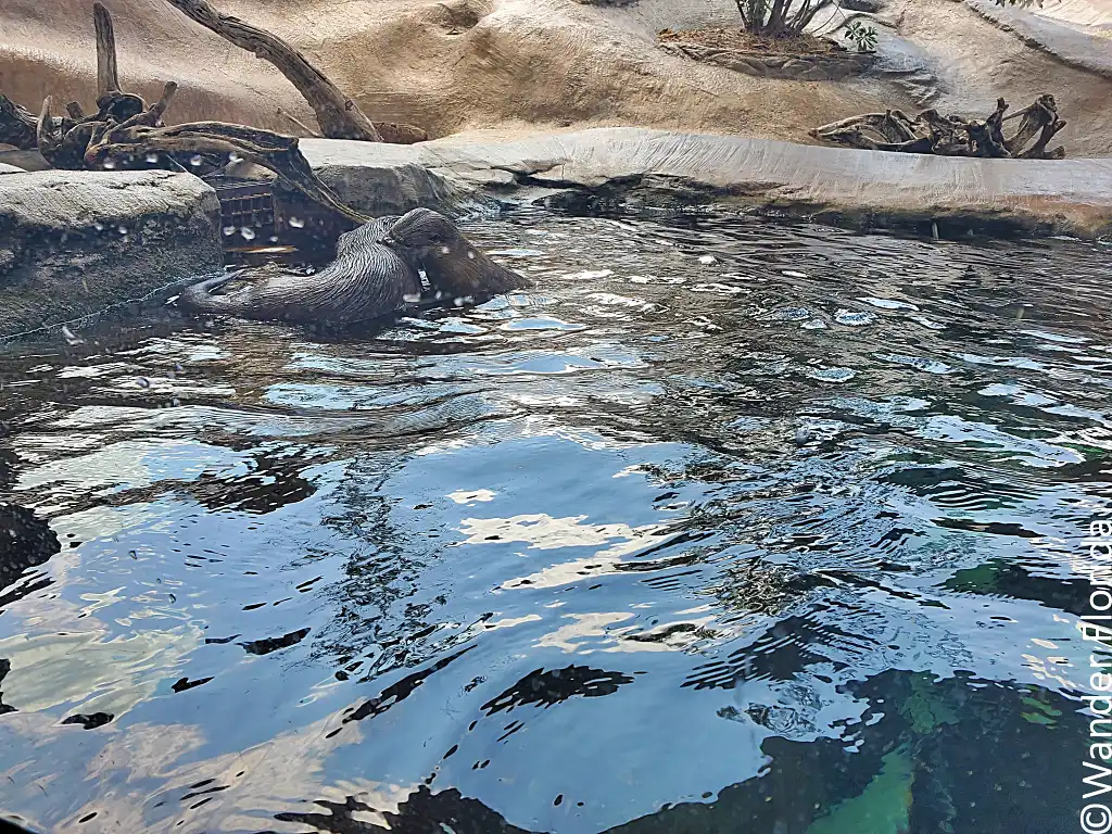 Mote Marine Laboratory: A World-Class Ocean Research and Education Institution 19 River Otters at Mote Marine Lab