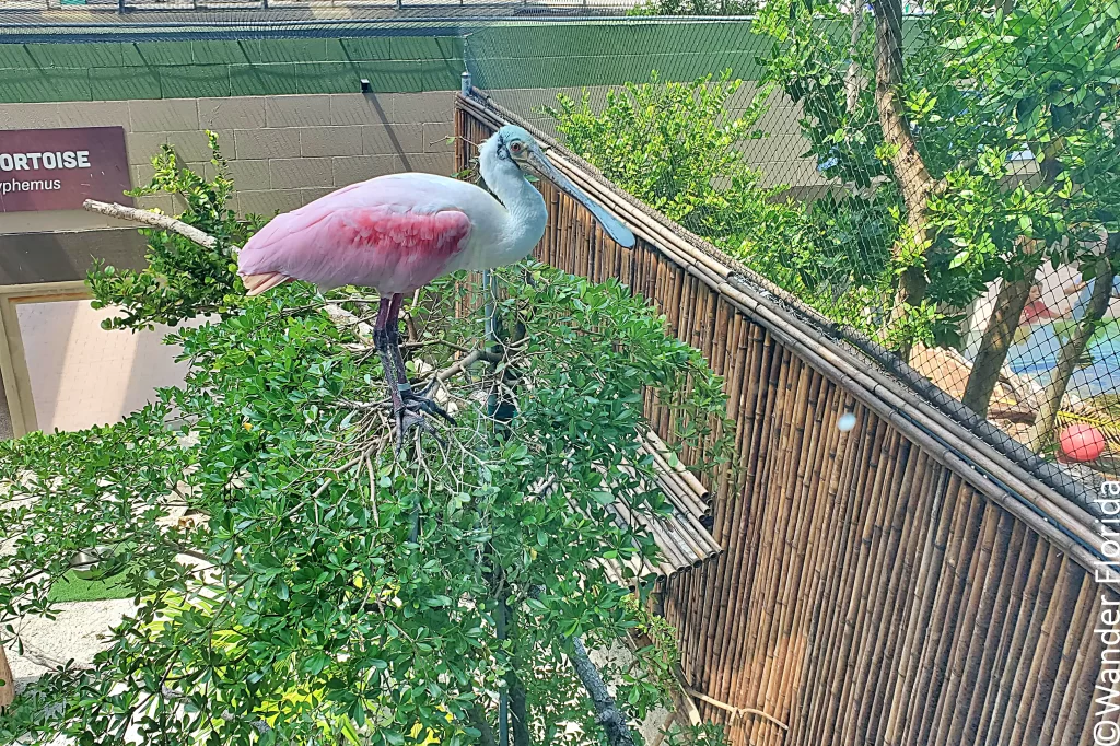 Mote Marine Laboratory: A World-Class Ocean Research and Education Institution 24 A pink and white roseate spoonbill stands at the top of a tree in its habitat at Mote Aquarium.