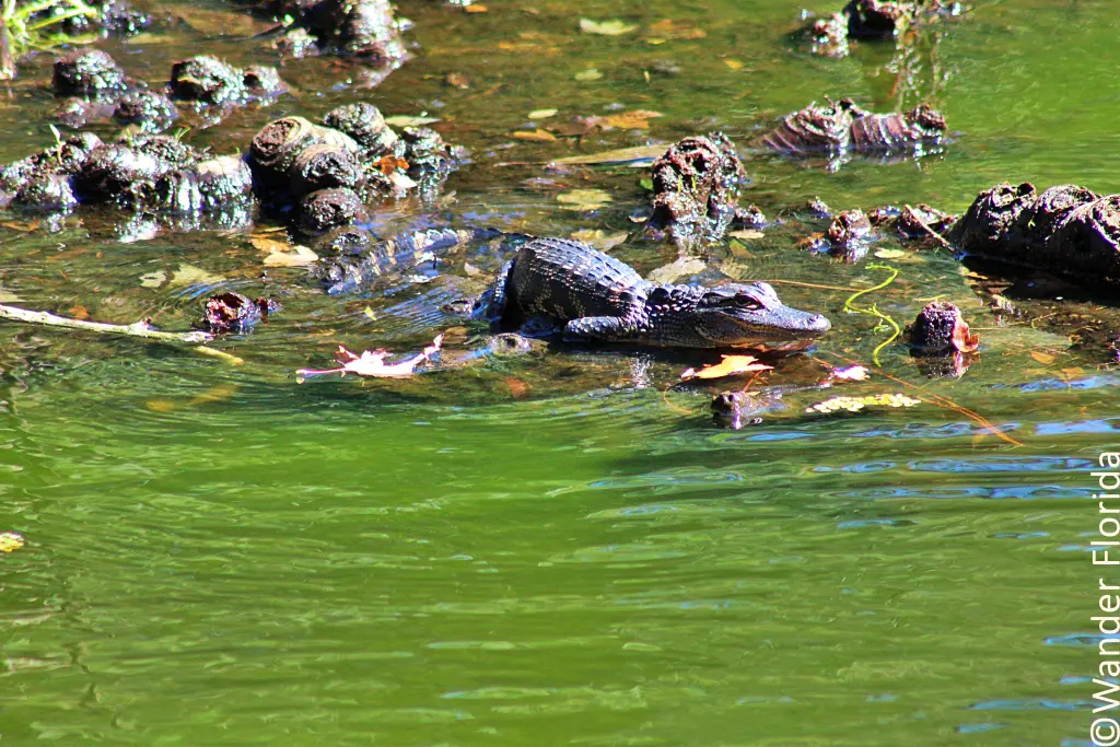 Florida Botanical Gardens - A Beautiful Hidden Gem in Largo 63 A baby alligator resting on a fallen tree trunk in a lake.
