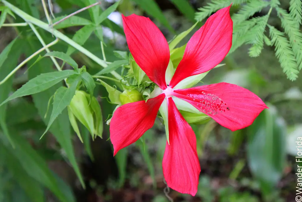 Florida Botanical Gardens - A Beautiful Hidden Gem in Largo 62 Five-petaled red flower of a swamp hibiscus against a green background.