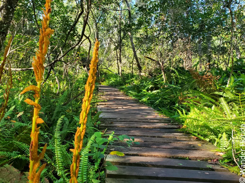 2023 Recap - 5 Favorite Florida Hikes in 2023 13 Boardwalk and Cinnamon on North Trail