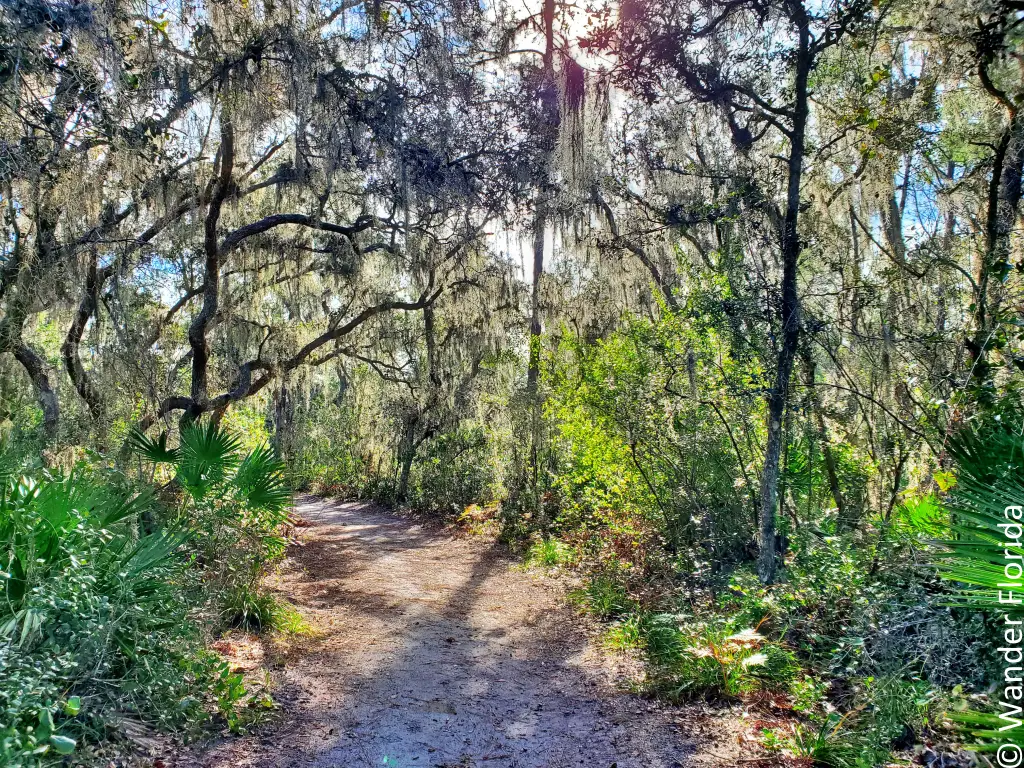 2023 Recap - 5 Favorite Florida Hikes in 2023 15 Sand Pine Trail 2