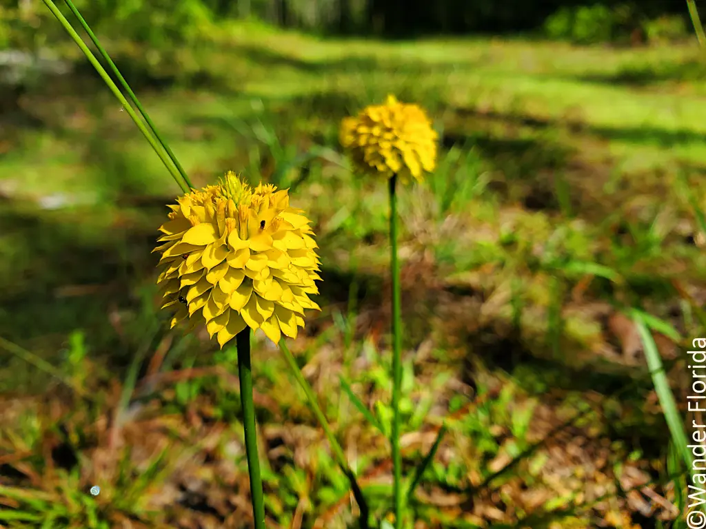 2023 Recap - 5 Favorite Florida Hikes in 2023 9 Yellow Milkwort