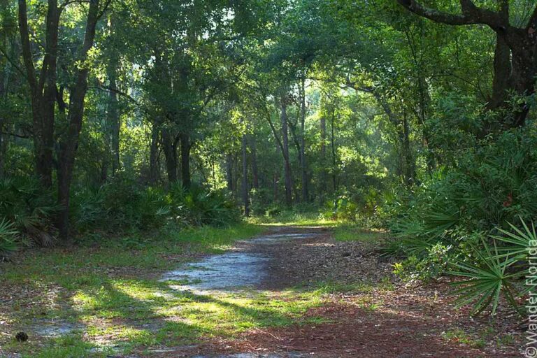 Find A Hiking Adventure At Gator Creek Reserve In Lakeland FL