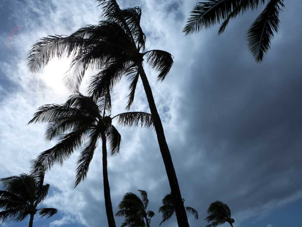 25+ Expert Hurricane Preparedness Tips for Your Home, Family, and Property 1 Palm trees sway in a hurricane breeze.