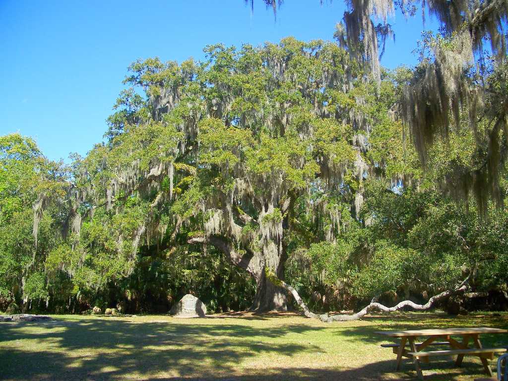 Top 10 Historic Hiking Trails in Florida State Parks 1 Open green area with a large oak tree at the far end.