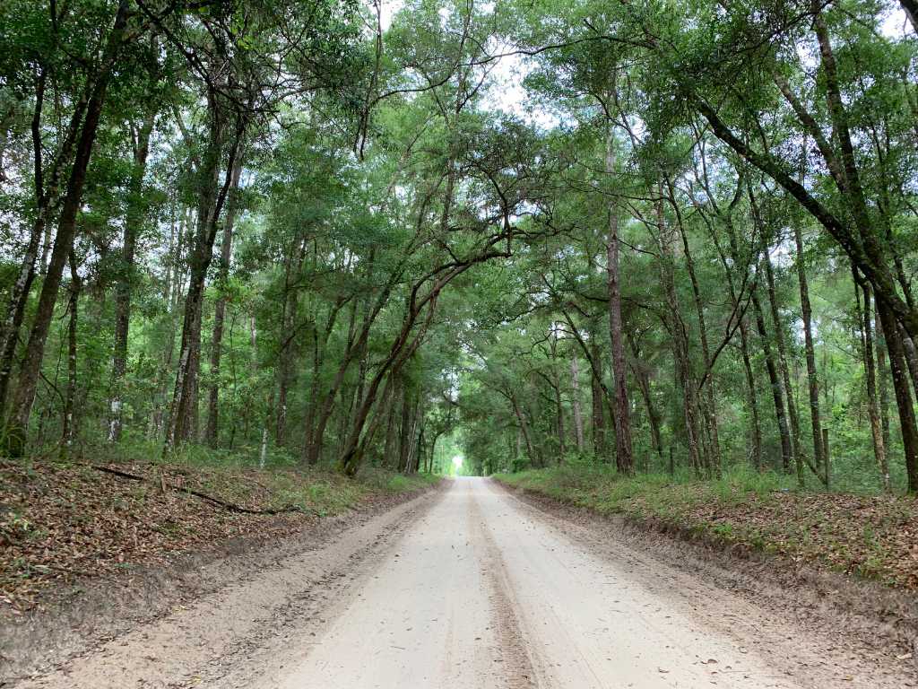 Top 10 Historic Hiking Trails in Florida State Parks 3 A dirt road with trees lining both sides of the road.