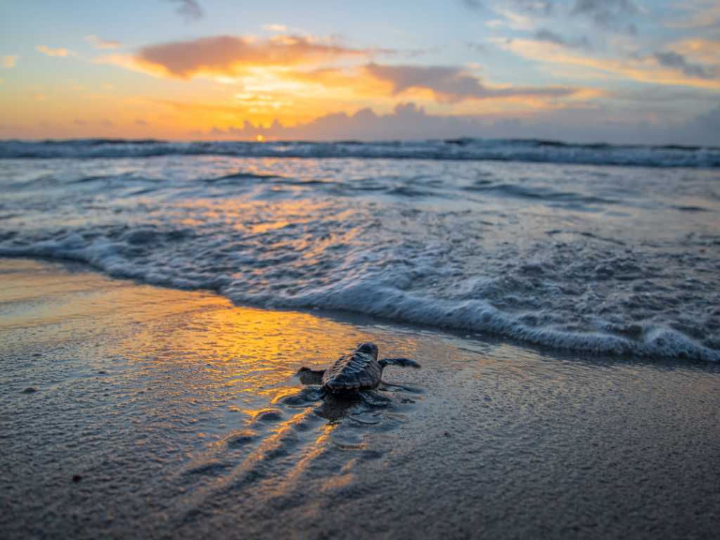 A newly hatched sea turtle near the surf line on a beach in Florida.