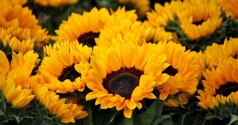 10 Sunflower Farms in Florida You Can’t Miss This Spring
