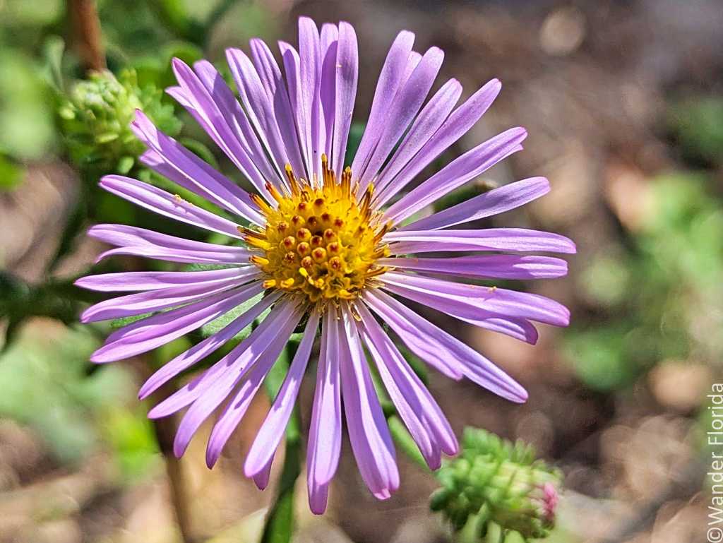 Close-up of a vibrant purple aster flower with a bright yellow center, surrounded by blurred green foliage, conveying a cheerful and lively mood.