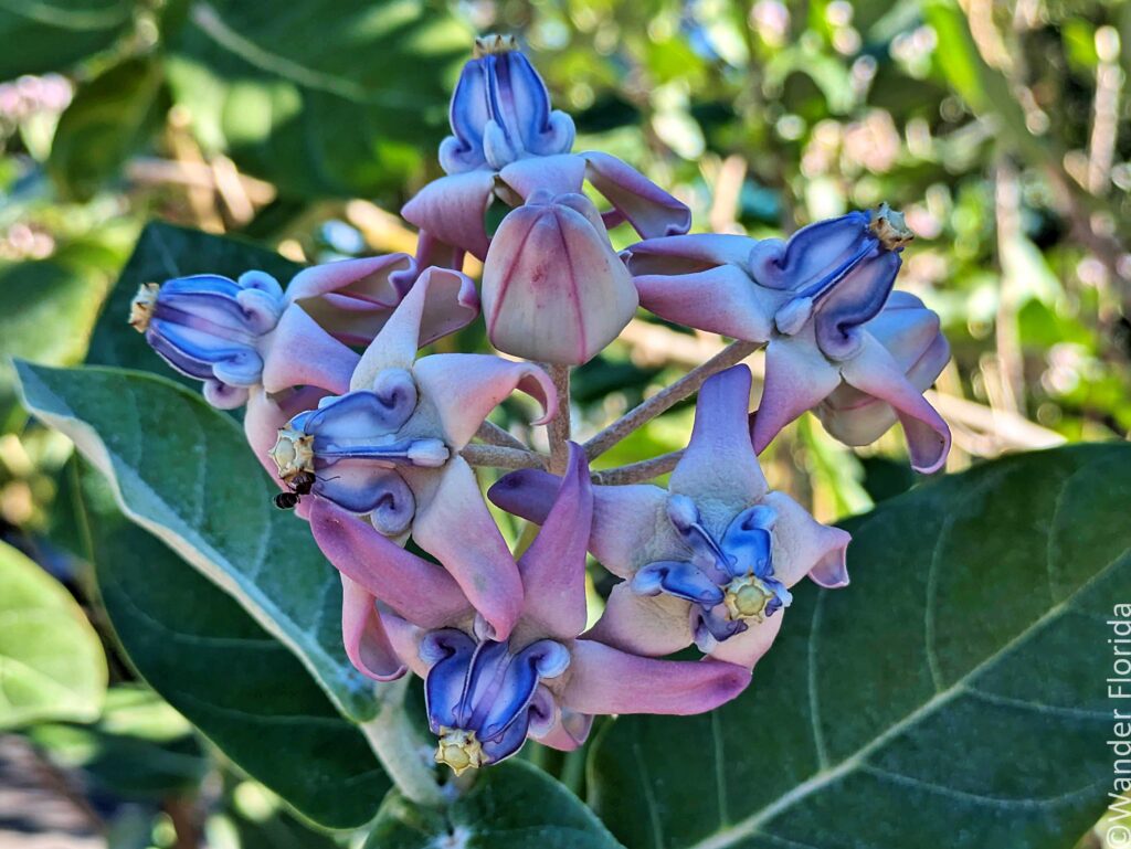 Vibrant purple and pink star-shaped giant milkweed flowers with curled petals bloom among lush green leaves, creating a lively and colorful garden scene.