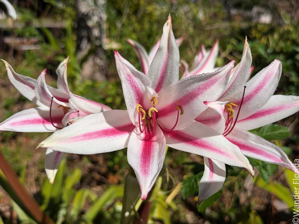Close-up of vibrant pink and white lilies in full bloom against a lush green backdrop. The flowers have long petals and prominent yellow stamens, evoking a sense of freshness and beauty.