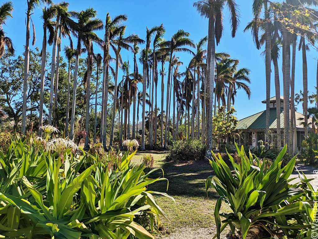 Tall palm trees under a clear blue sky stand majestically in a lush garden. Green foliage in the foreground adds to the serene, tropical ambiance.